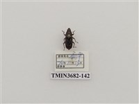 藏品(鞘翅目(2))的圖片